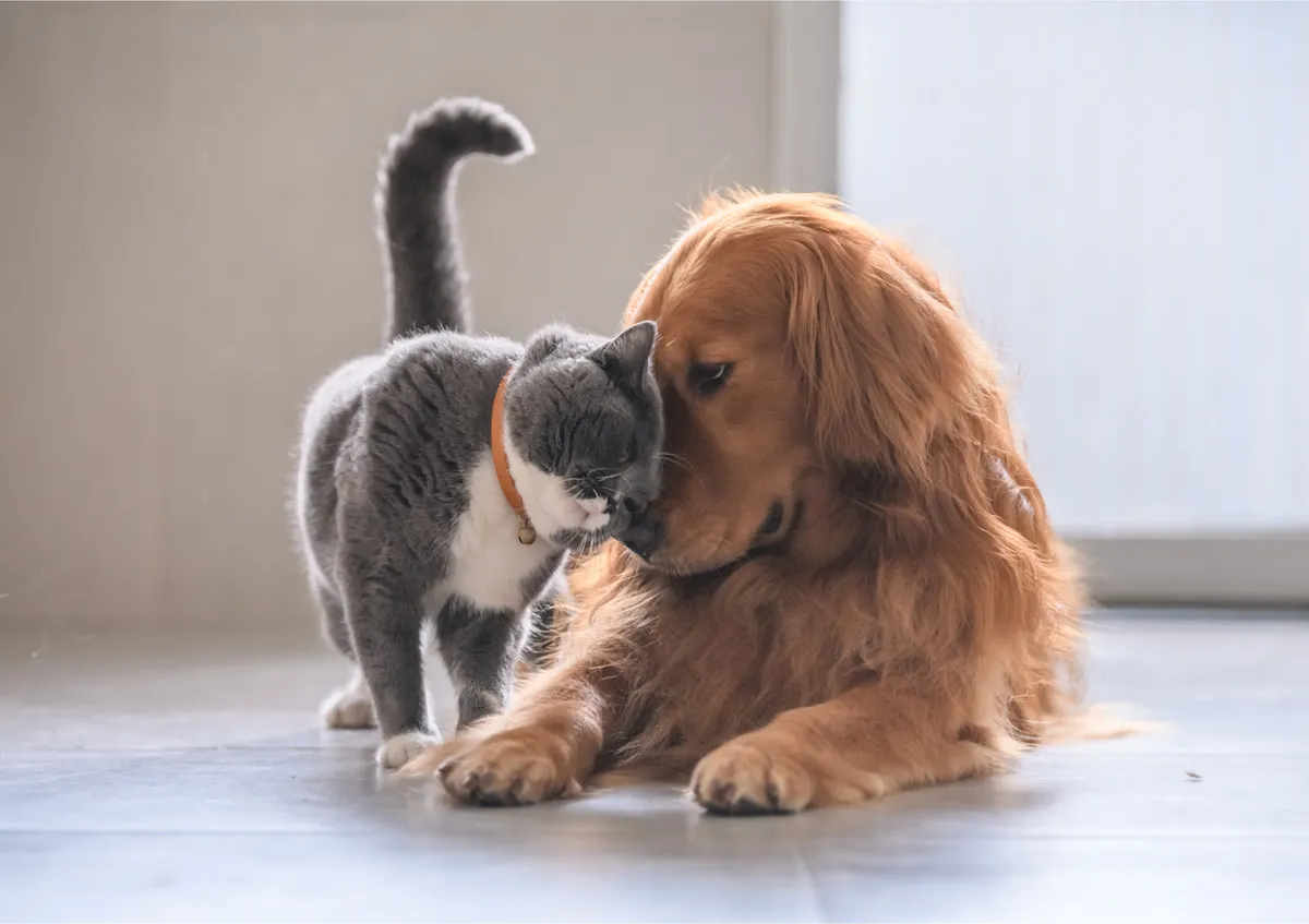 A grey cat nuzzling a golden retriever lying on the floor