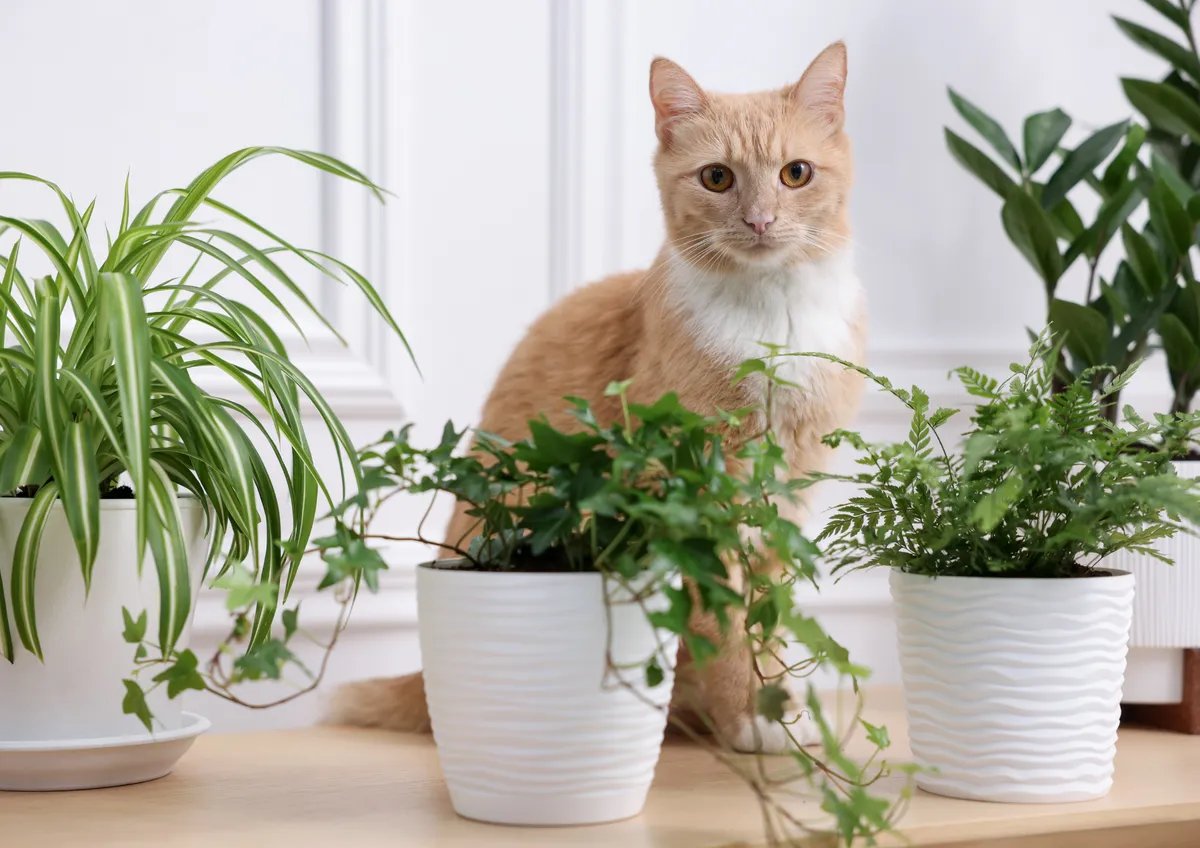 A ginger and white cat sitting among potted house plants