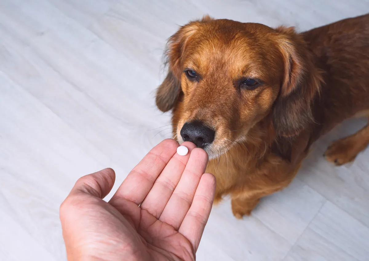 A dog gently sniffing a tablet offered in an open hand