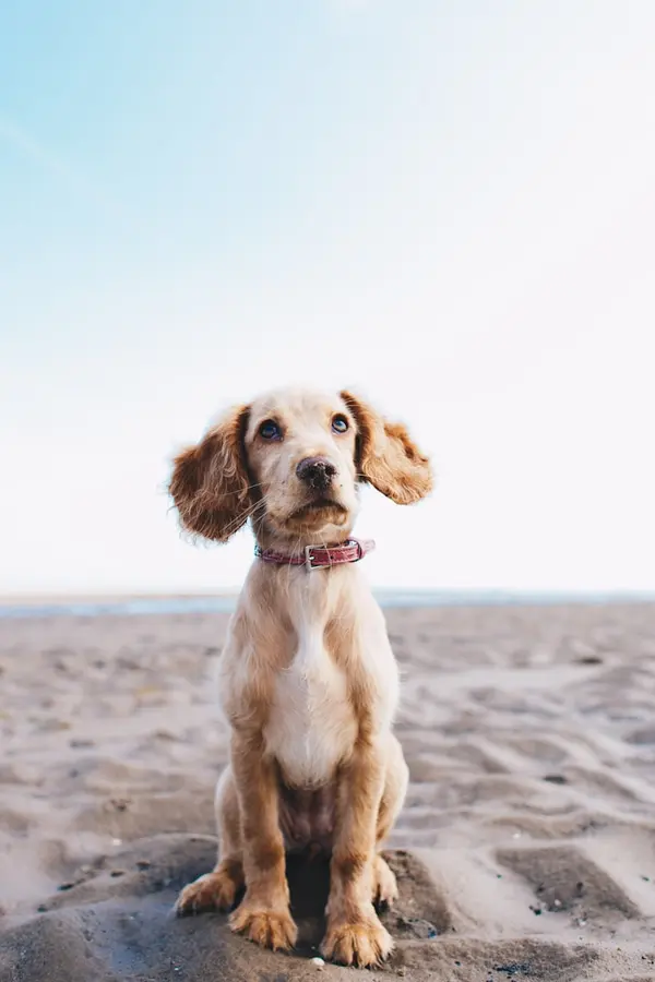 A spaniel puppy sitting on the beach